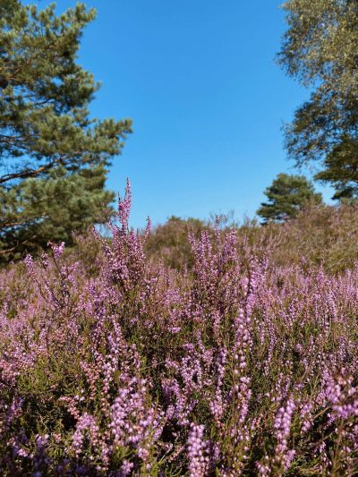 Die Reicherskreuzer Heide ist ein ca. 2840 Hektar großes Naturschutzgebiet im Naturpark Schlaubetal in Brandenburg-Heideblüte ist Ende August/ September.