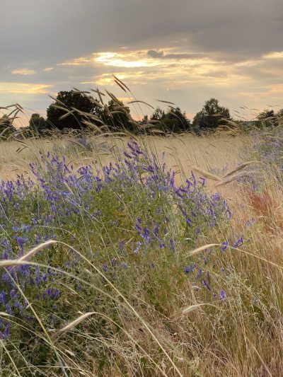 Sommerabend in der Spreewaldheide